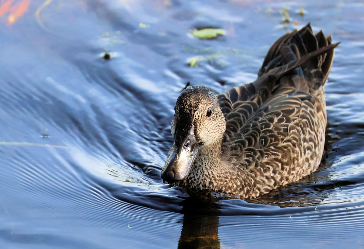 Blauflügelente - ML646346577