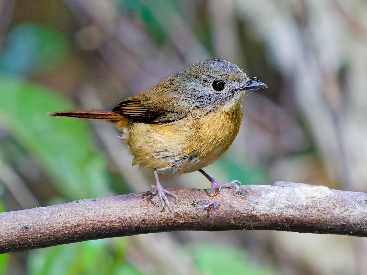 Pale-chinned Flycatcher - ML646346580