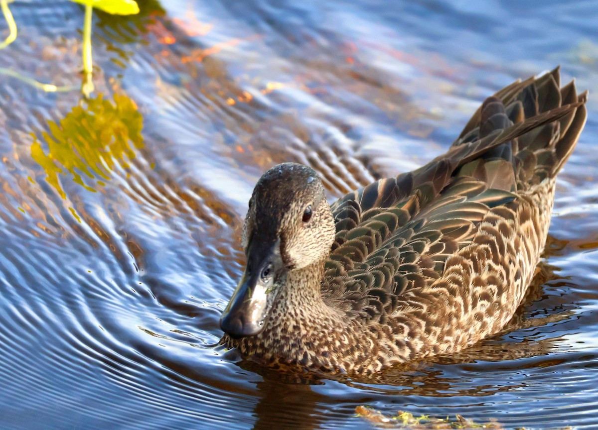 Blauflügelente - ML646346581