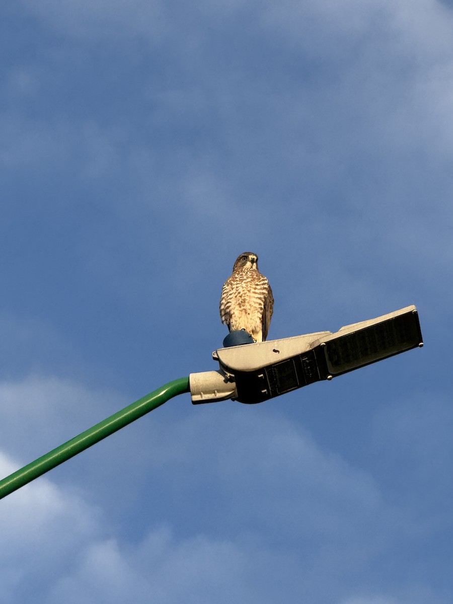Broad-winged Hawk - ML646346582
