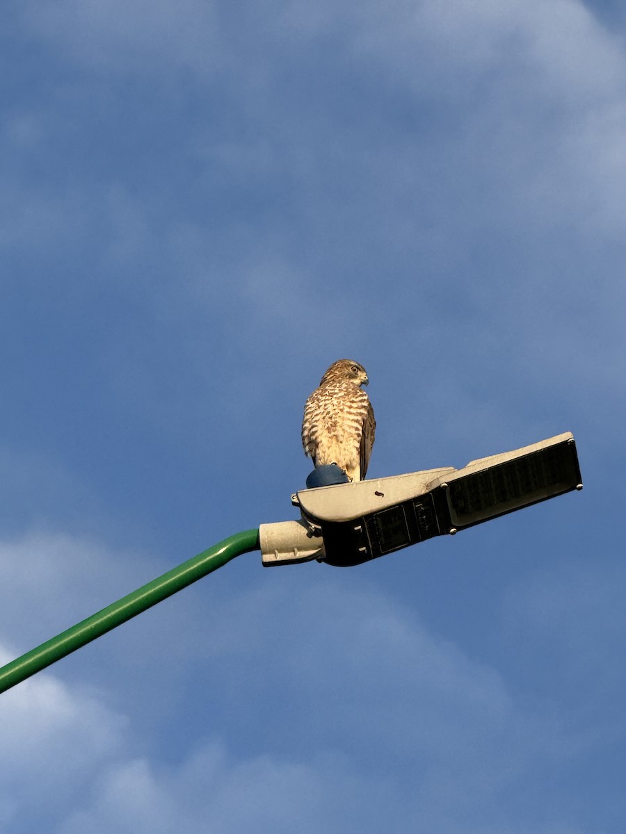 Broad-winged Hawk - ML646346583