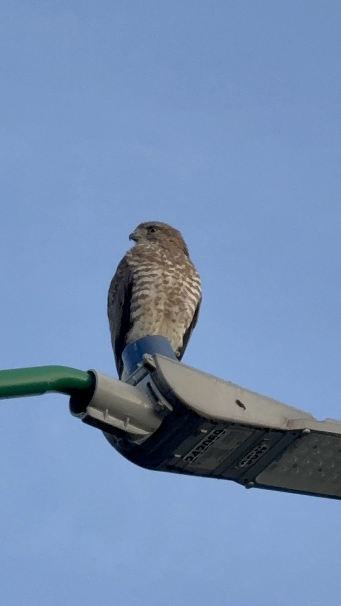Broad-winged Hawk - ML646346584