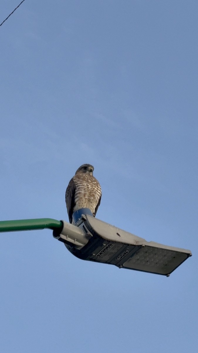 Broad-winged Hawk - ML646346585