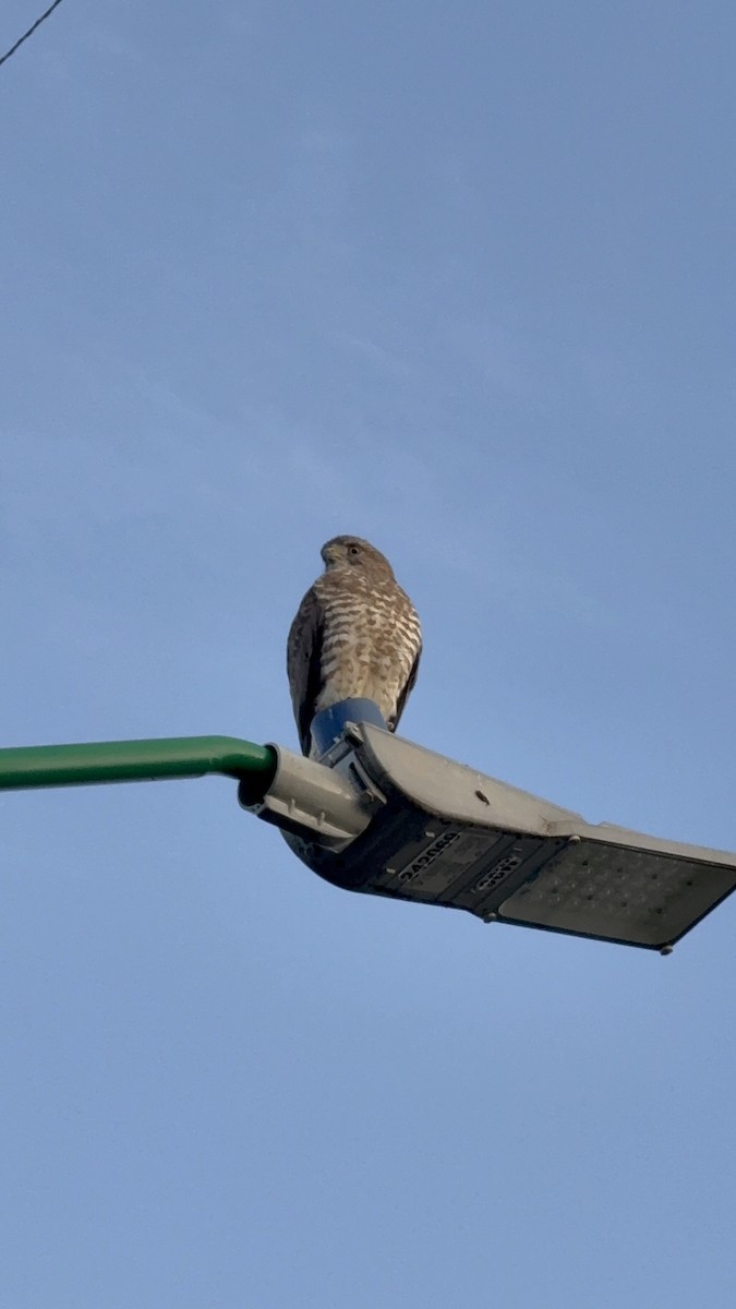 Broad-winged Hawk - ML646346586