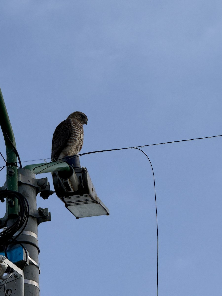 Broad-winged Hawk - ML646346587