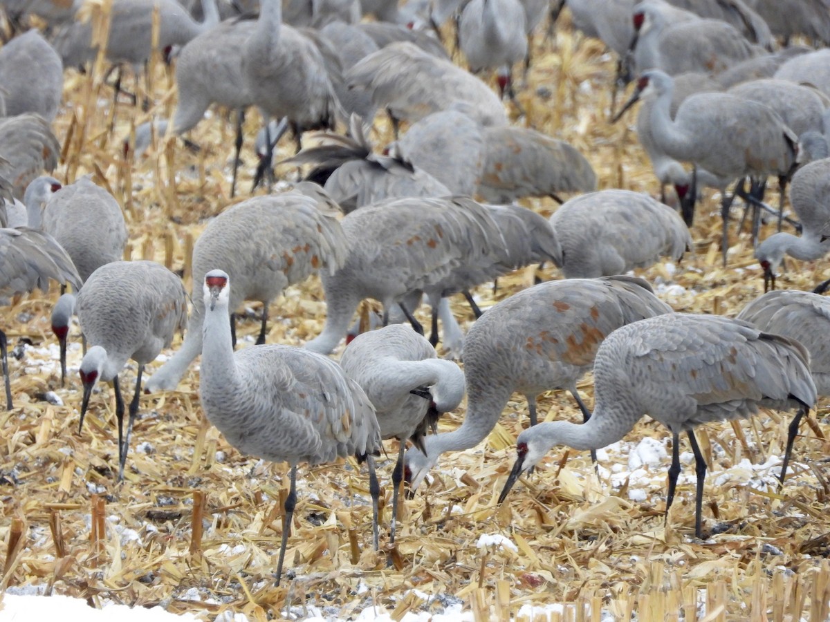 Sandhill Crane - ML646346592