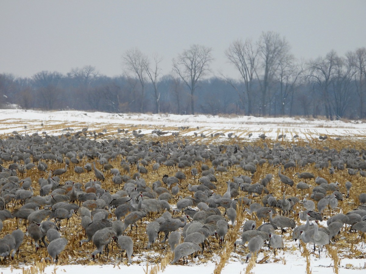 Sandhill Crane - ML646346593