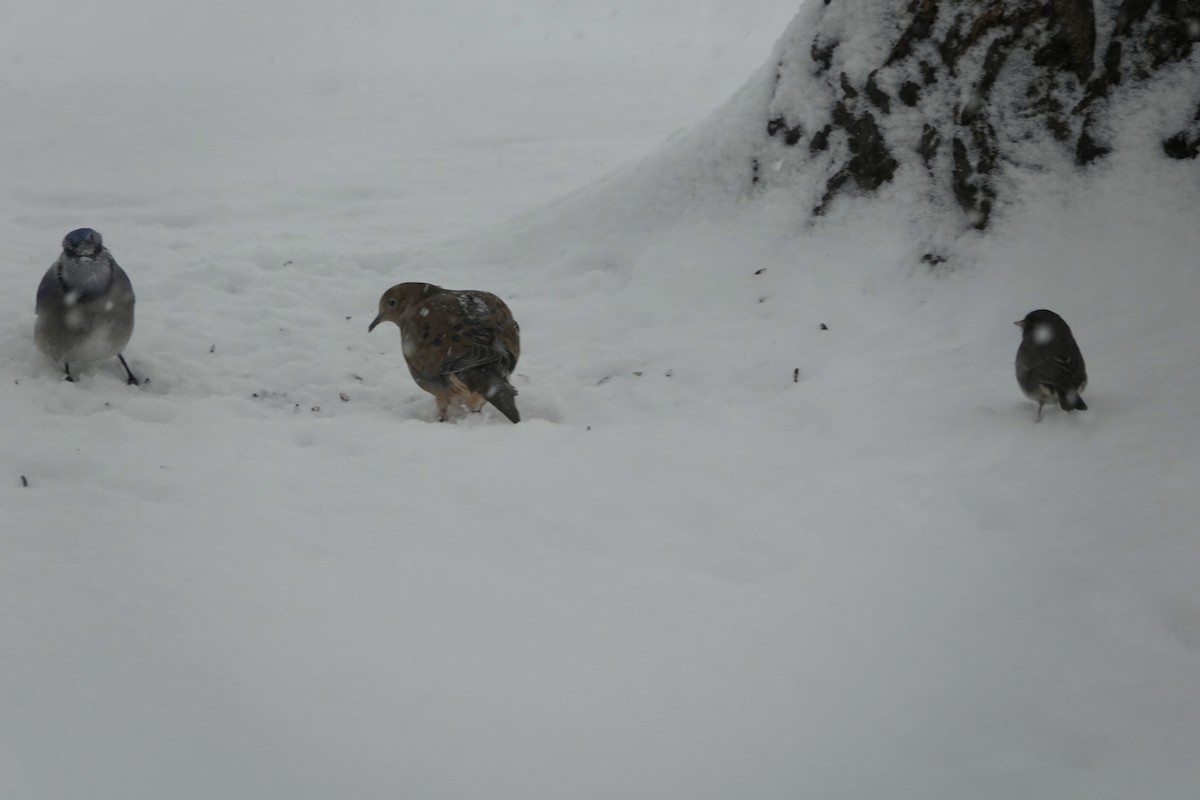 Mourning Dove - ML646346597