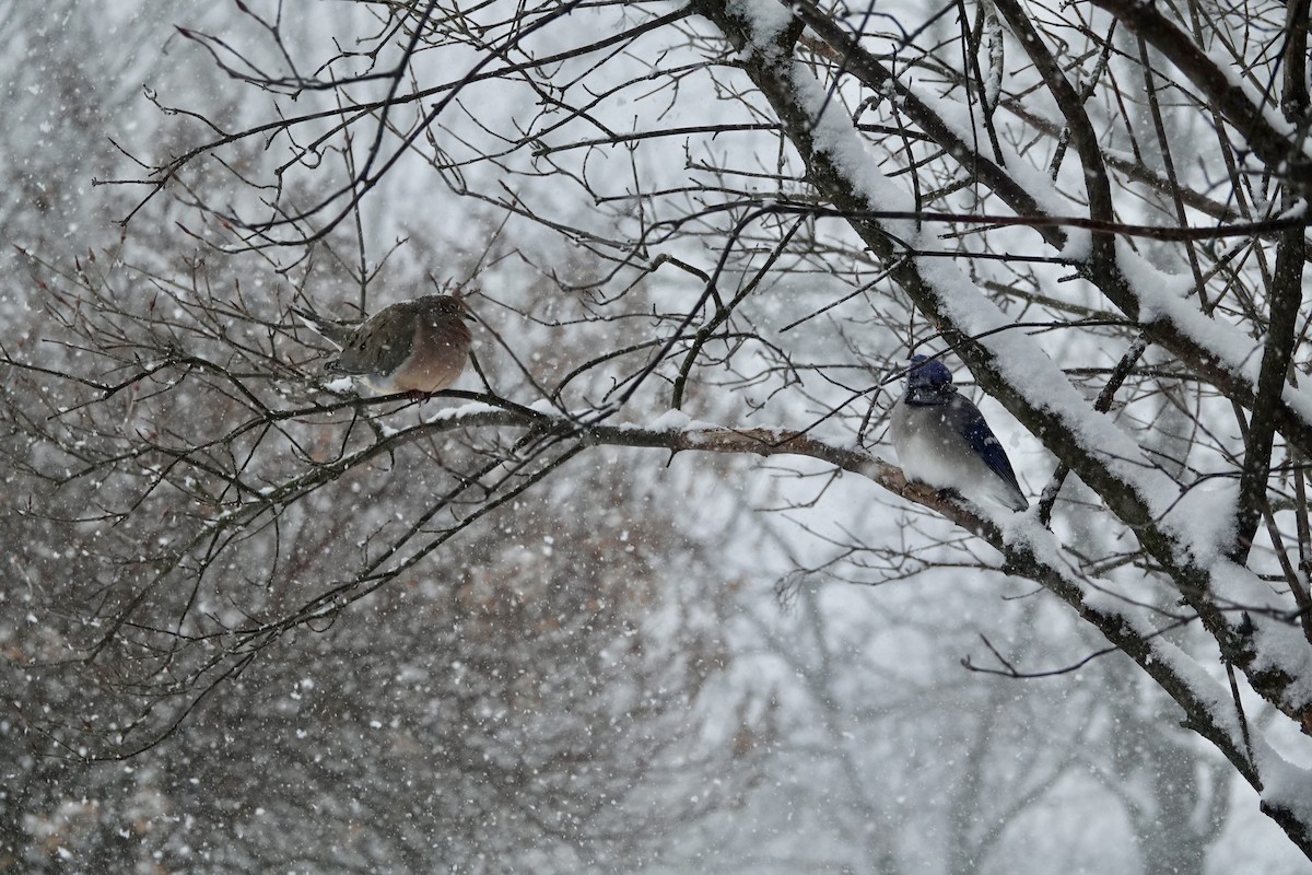 Mourning Dove - ML646346598