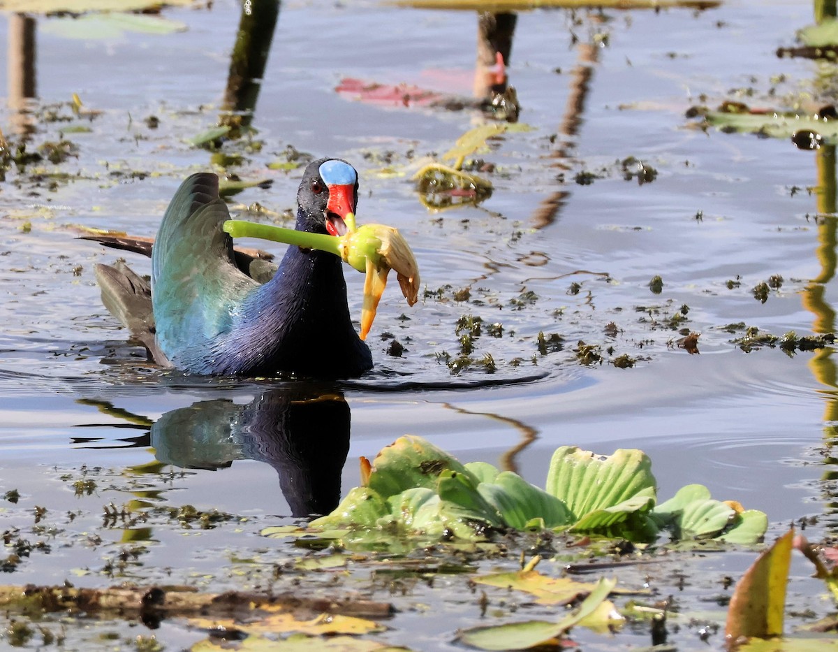 Малая султанка - ML646346599