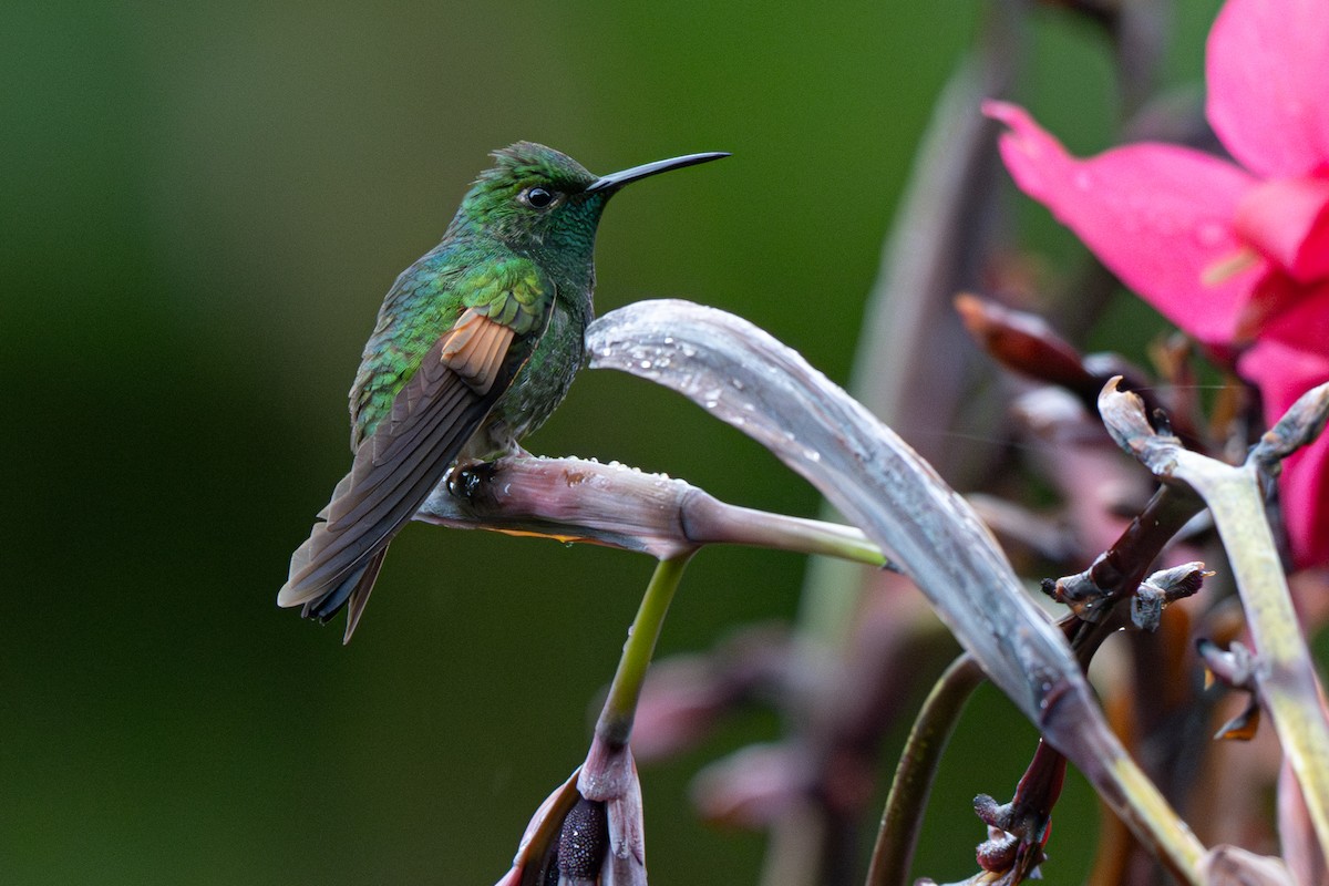 Stripe-tailed Hummingbird - ML646346600