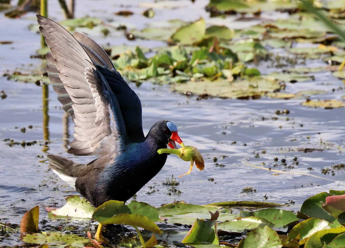 Малая султанка - ML646346601