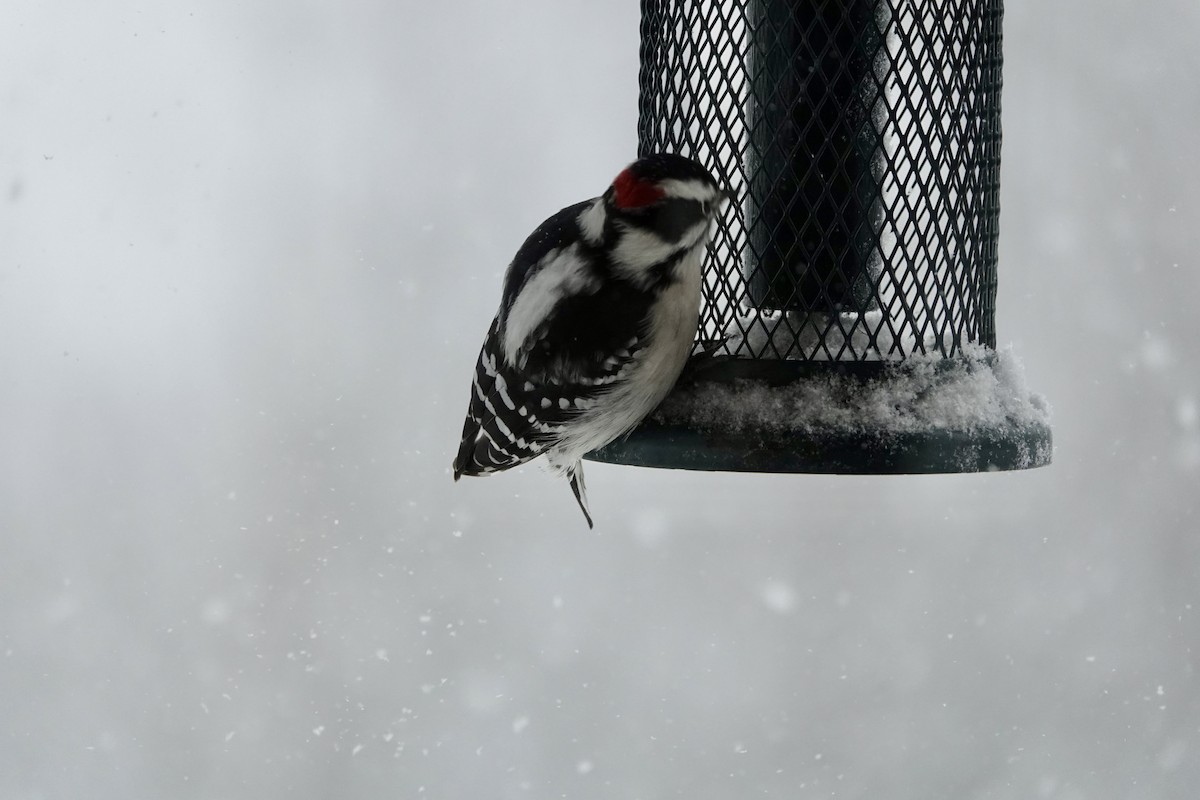 Downy Woodpecker - ML646346602