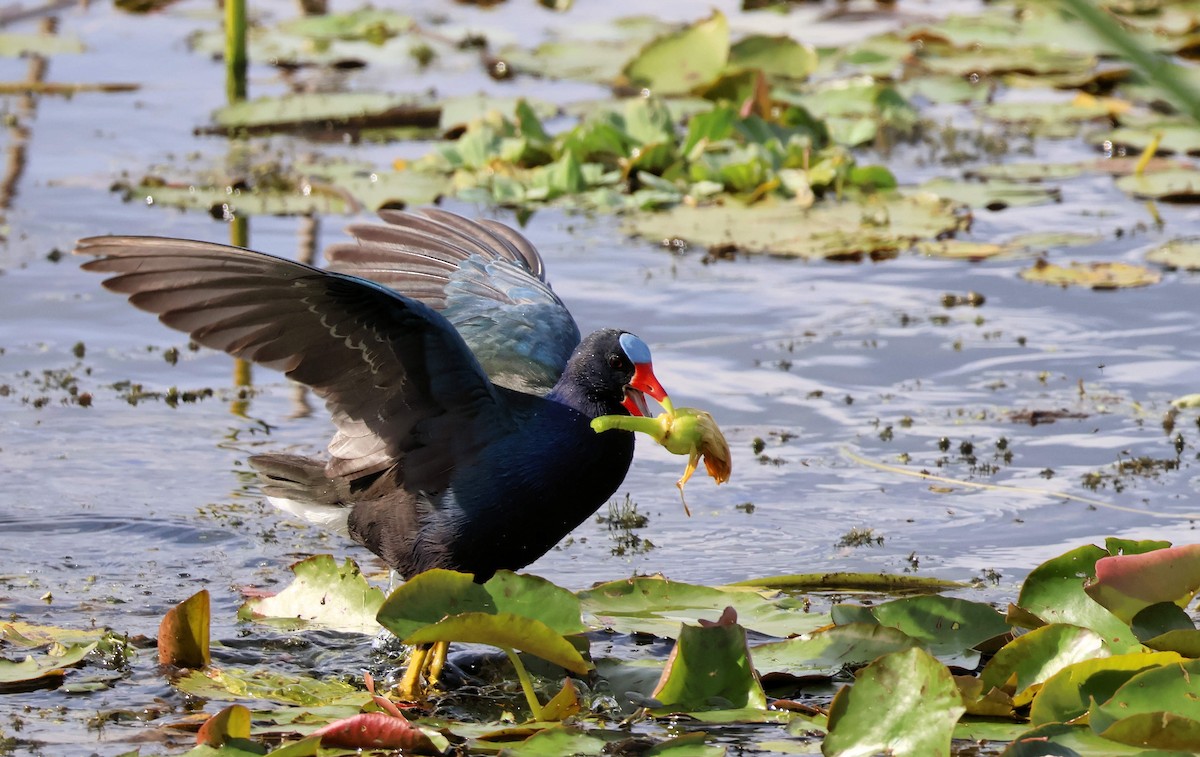 Малая султанка - ML646346603