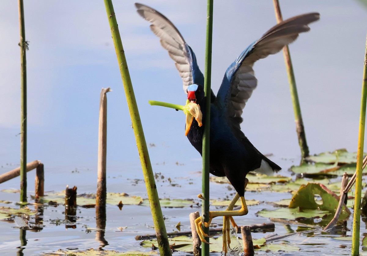 Малая султанка - ML646346604