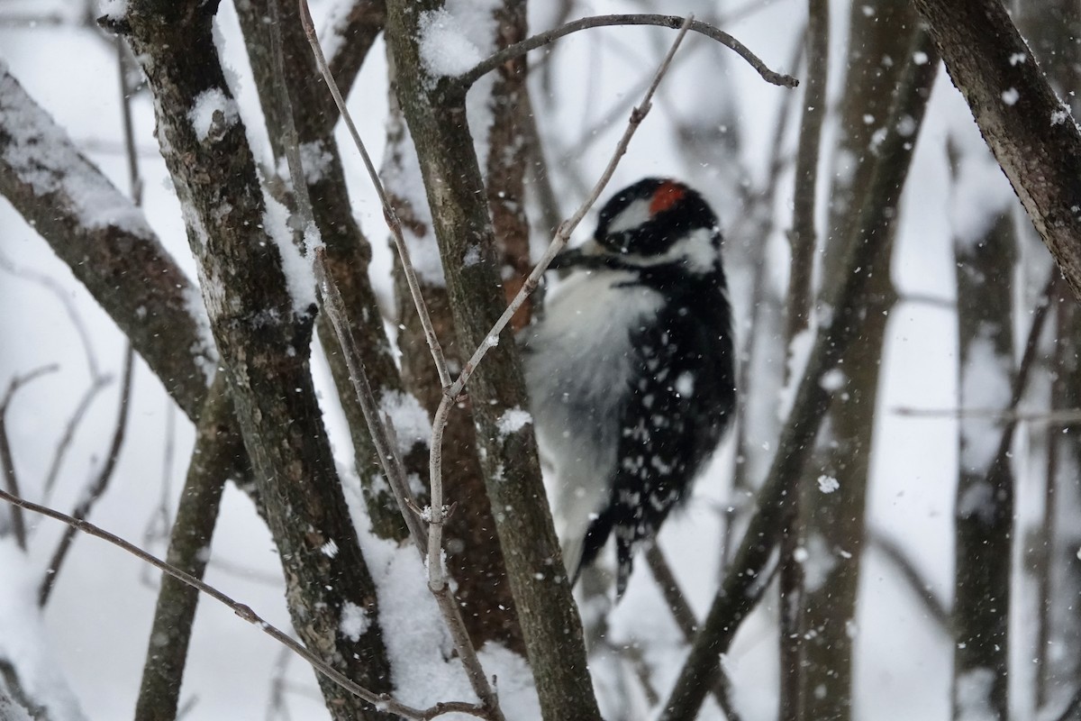 Hairy Woodpecker - ML646346607