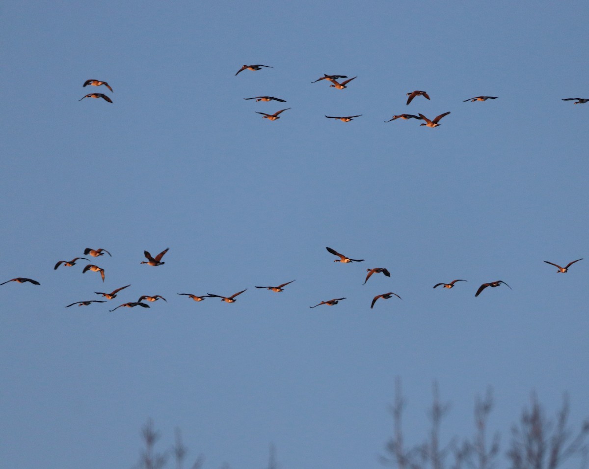 Canada Goose - ML646346608