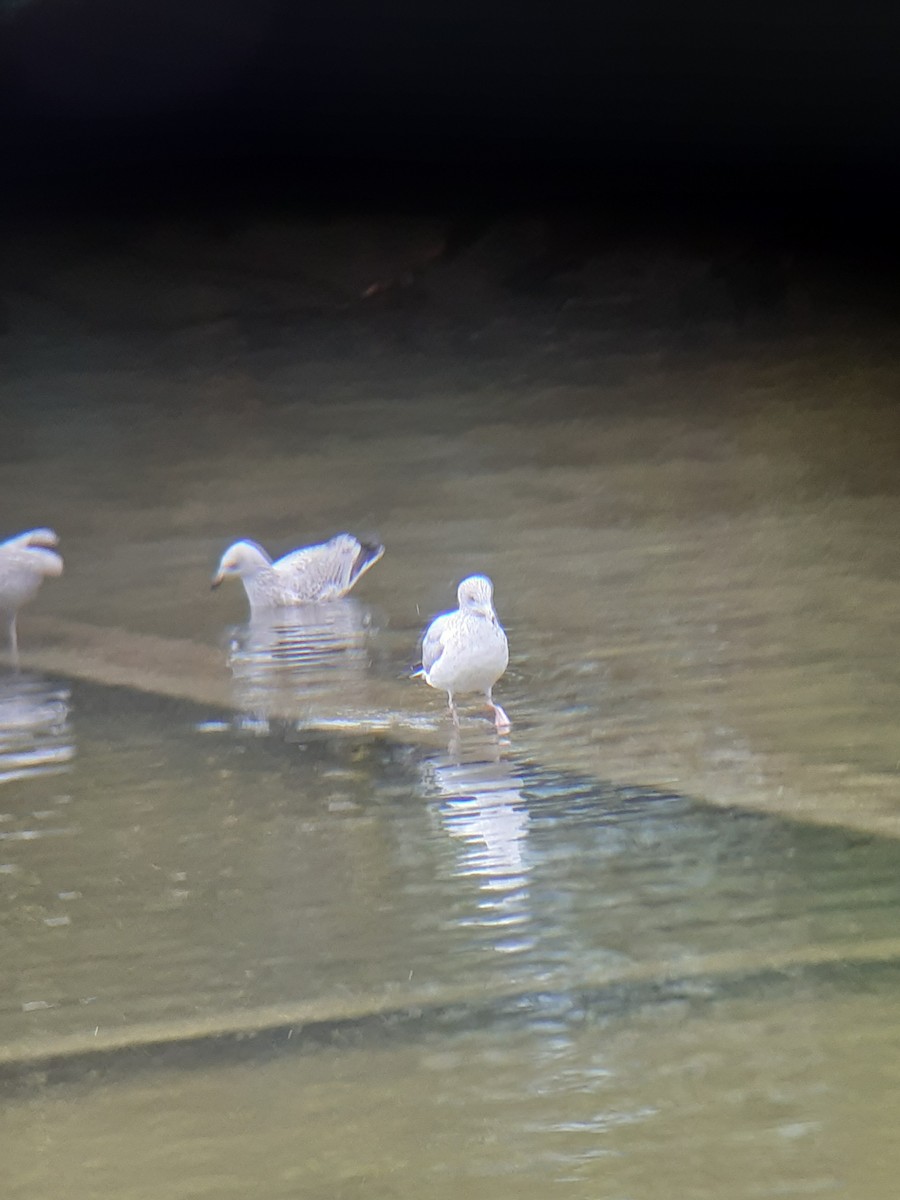 Larus sp. - ML646346609