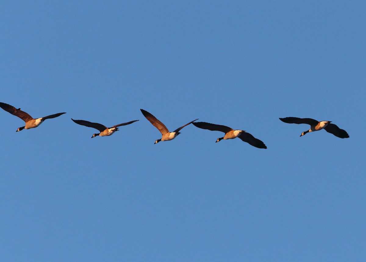 Canada Goose - ML646346610
