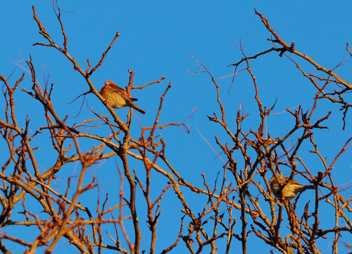 House Finch - ML646346611
