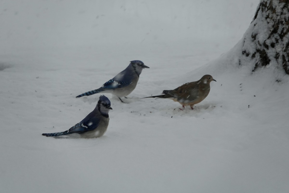 Blue Jay - ML646346613