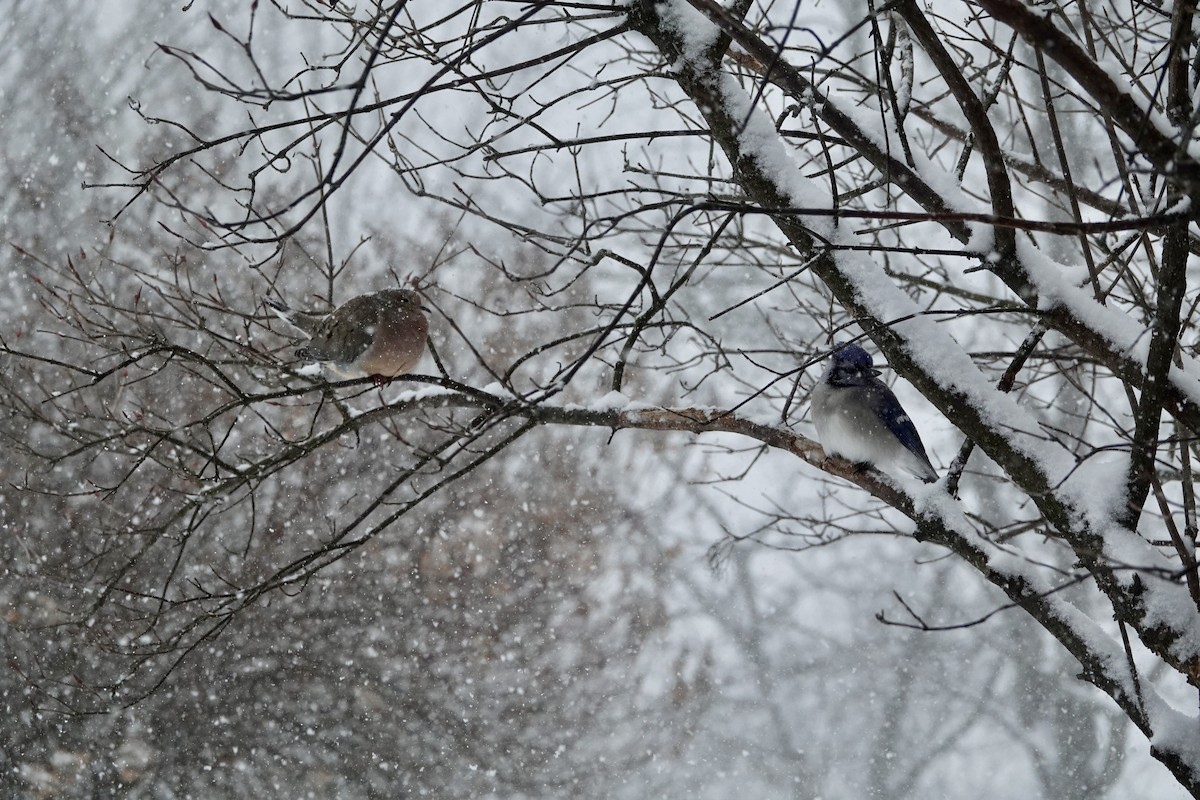 Blue Jay - ML646346614