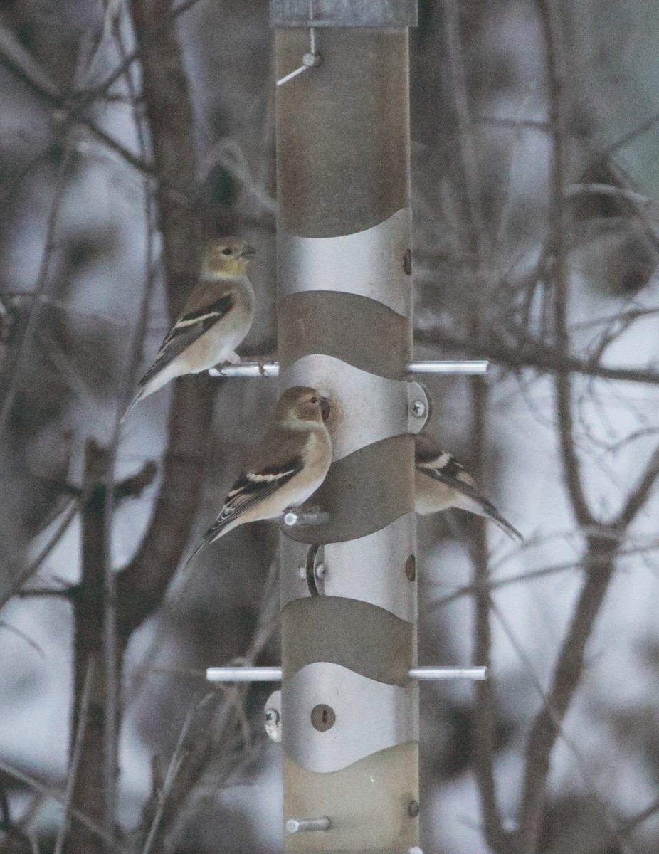American Goldfinch - ML646346615
