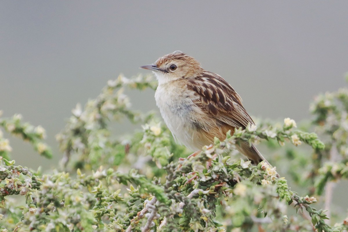 Zitting Cisticola - ML646346620