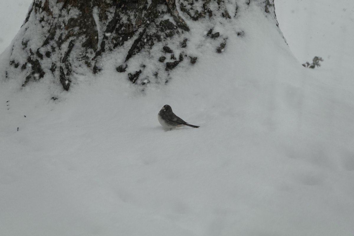 Dark-eyed Junco - ML646346621