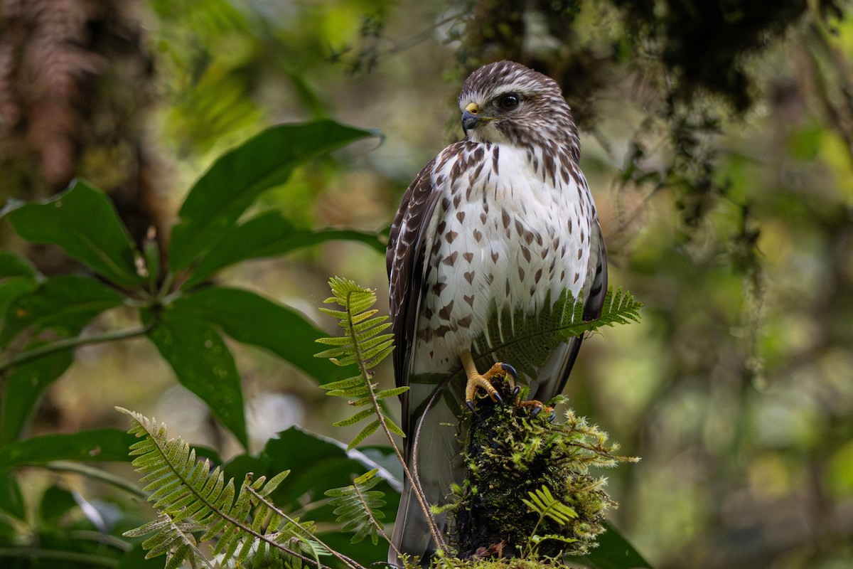 Broad-winged Hawk - ML646346624