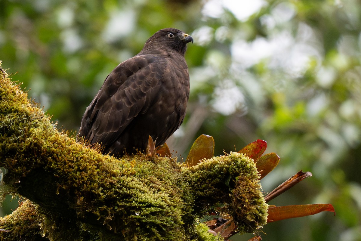 Broad-winged Hawk - ML646346625