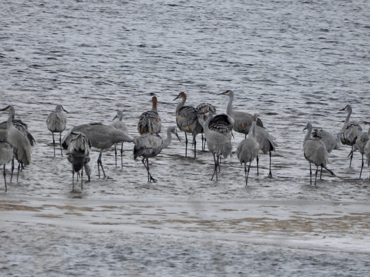 Sandhill Crane - ML646346626