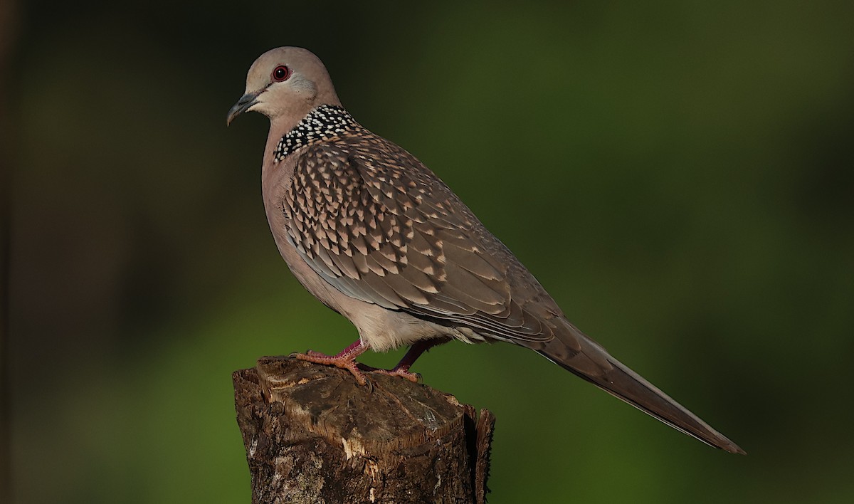 Spotted Dove - ML646346629