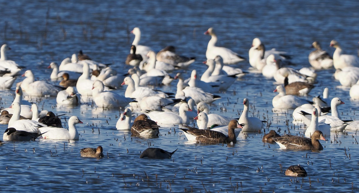 Ross's Goose - ML646346648