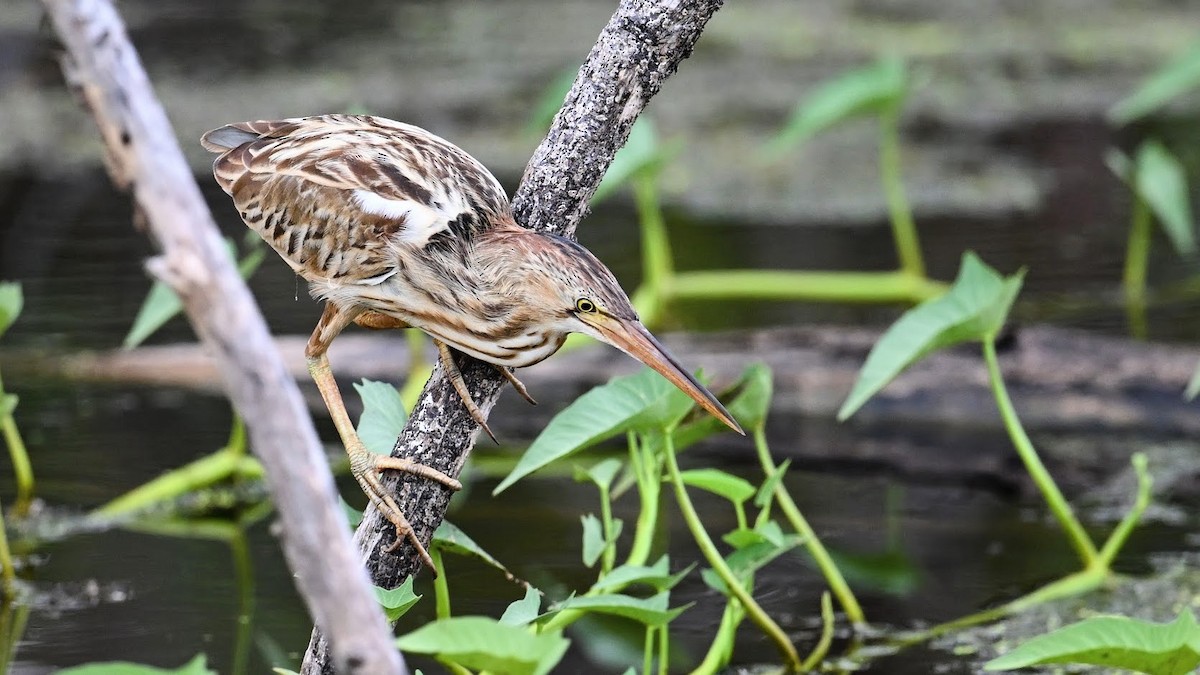 Yellow Bittern - ML646346649