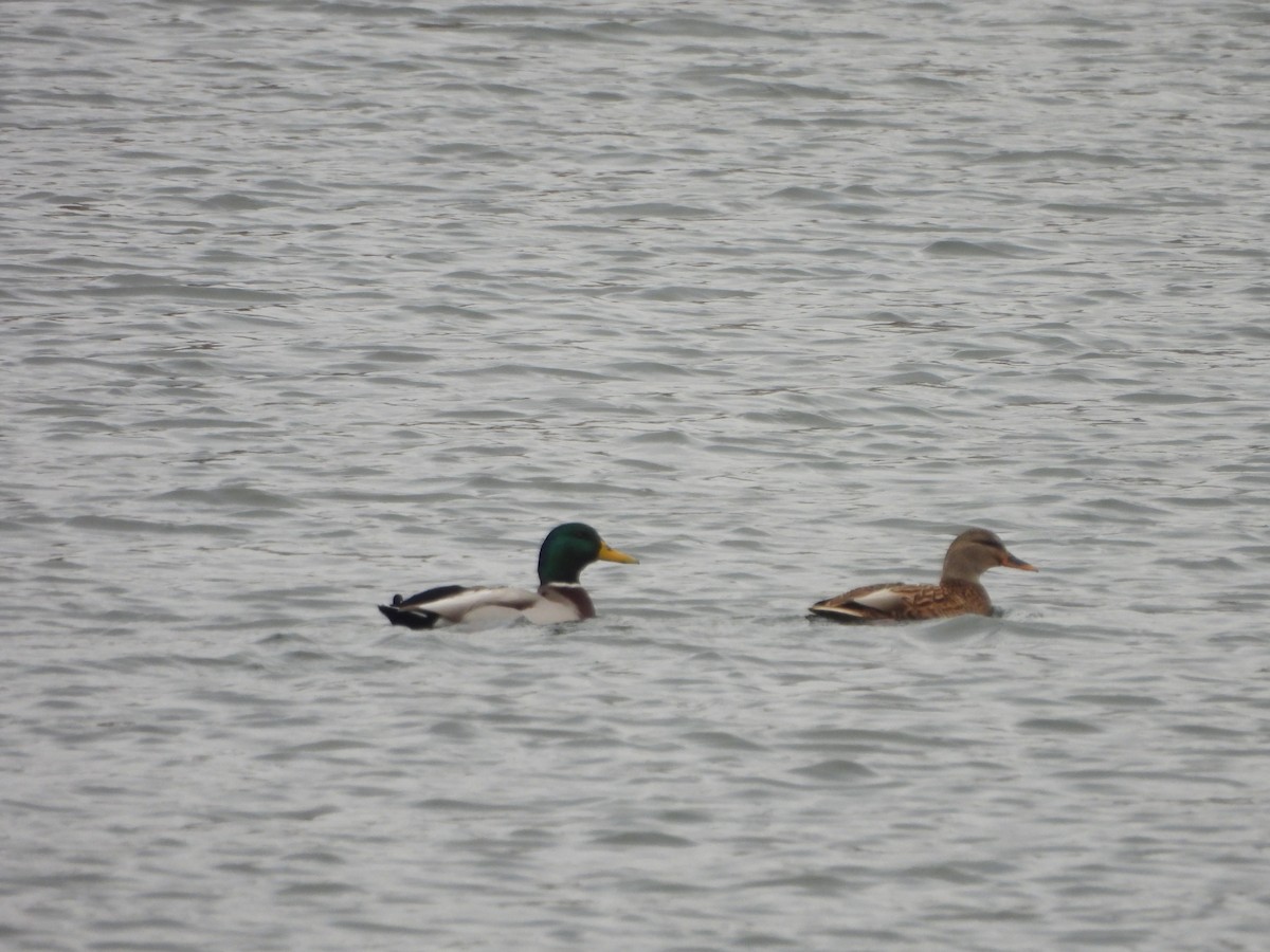 Mallard - ML646346655