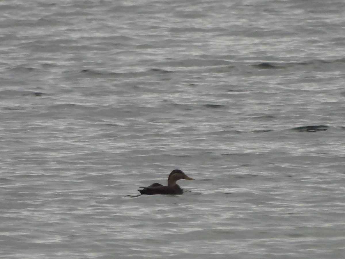 American Black Duck - ML646346657