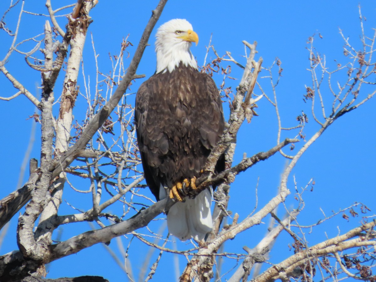 Bald Eagle - ML646346660