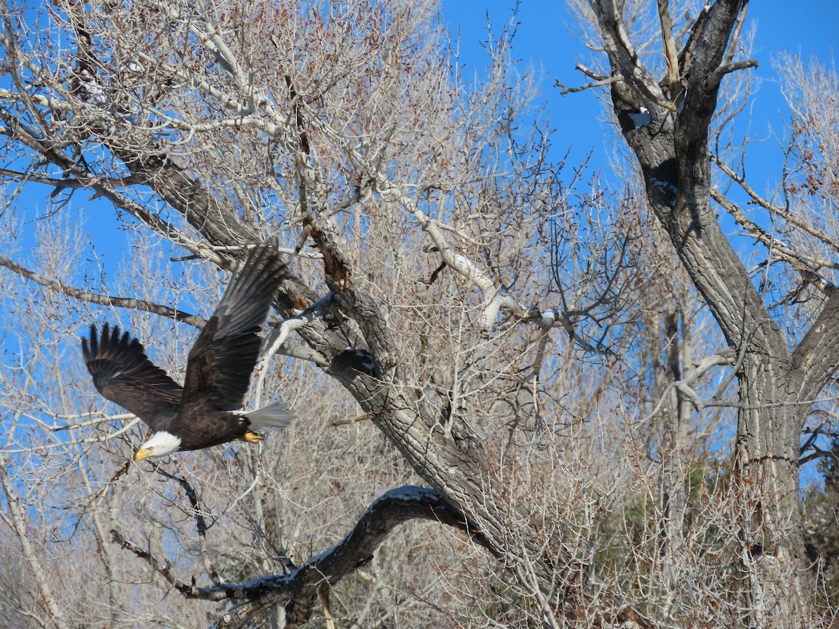 Bald Eagle - ML646346661