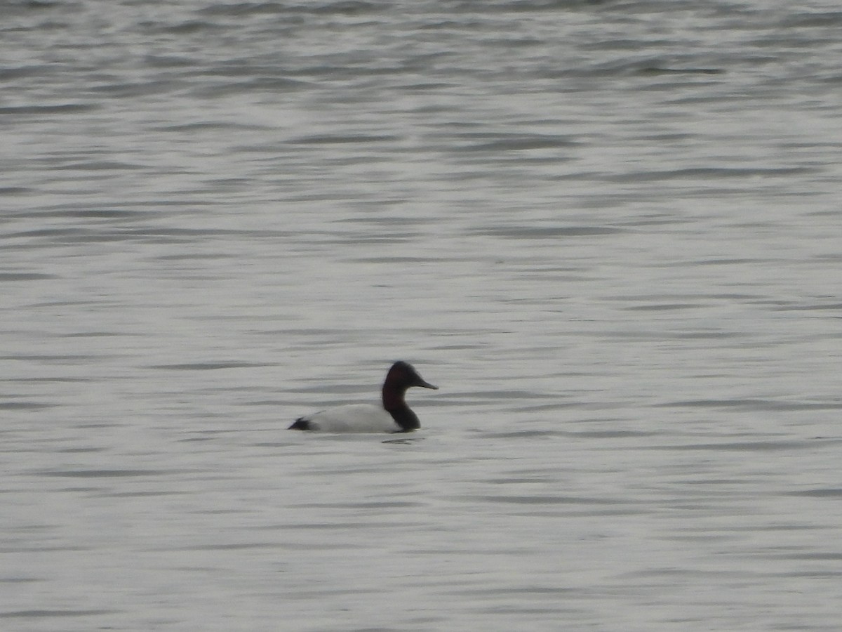 Canvasback - ML646346662