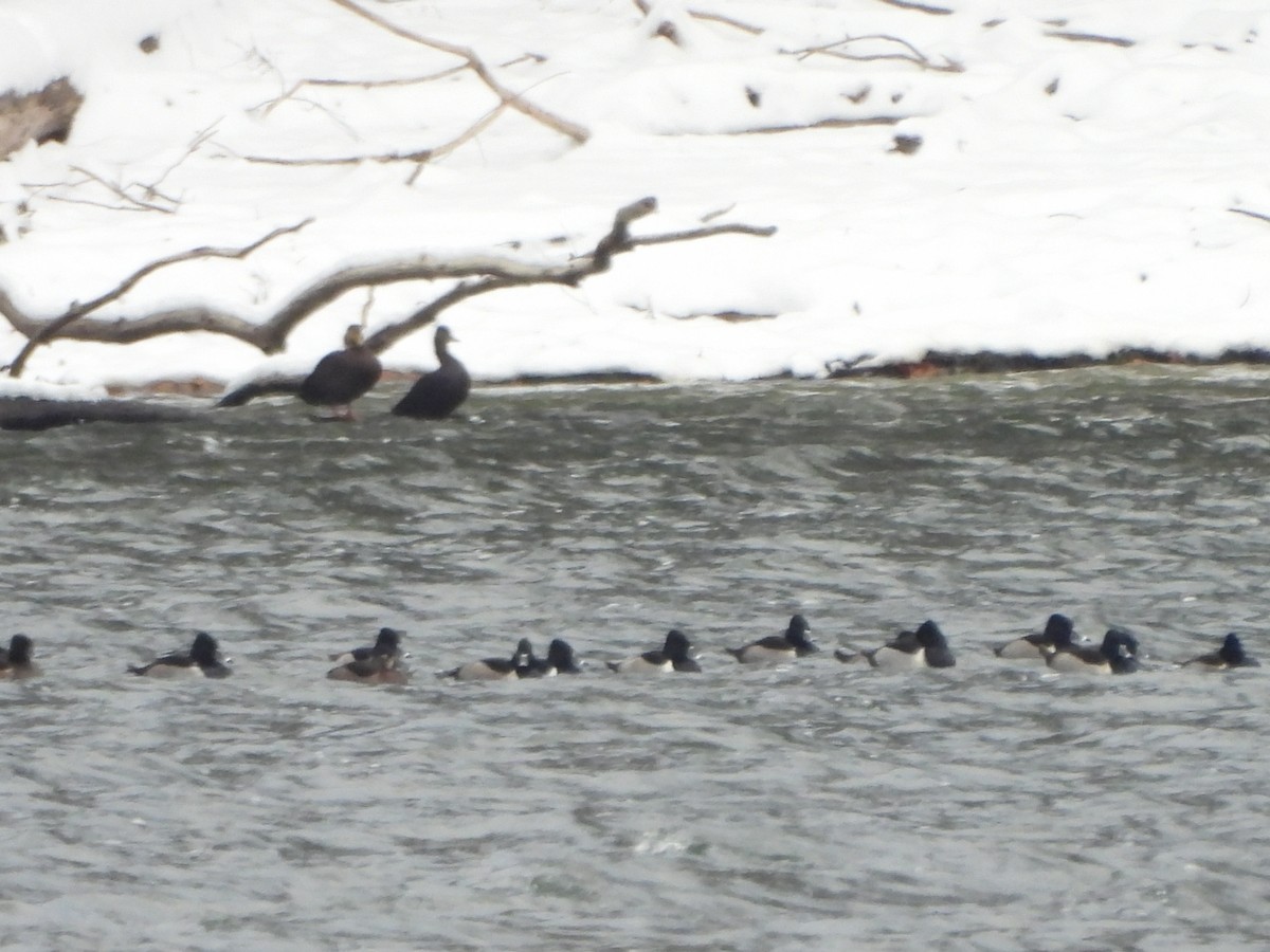 Ring-necked Duck - ML646346665