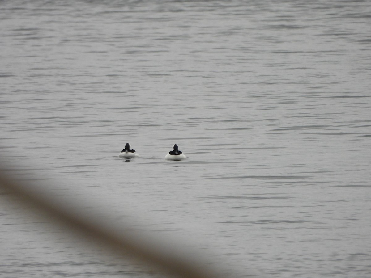 Bufflehead - ML646346669