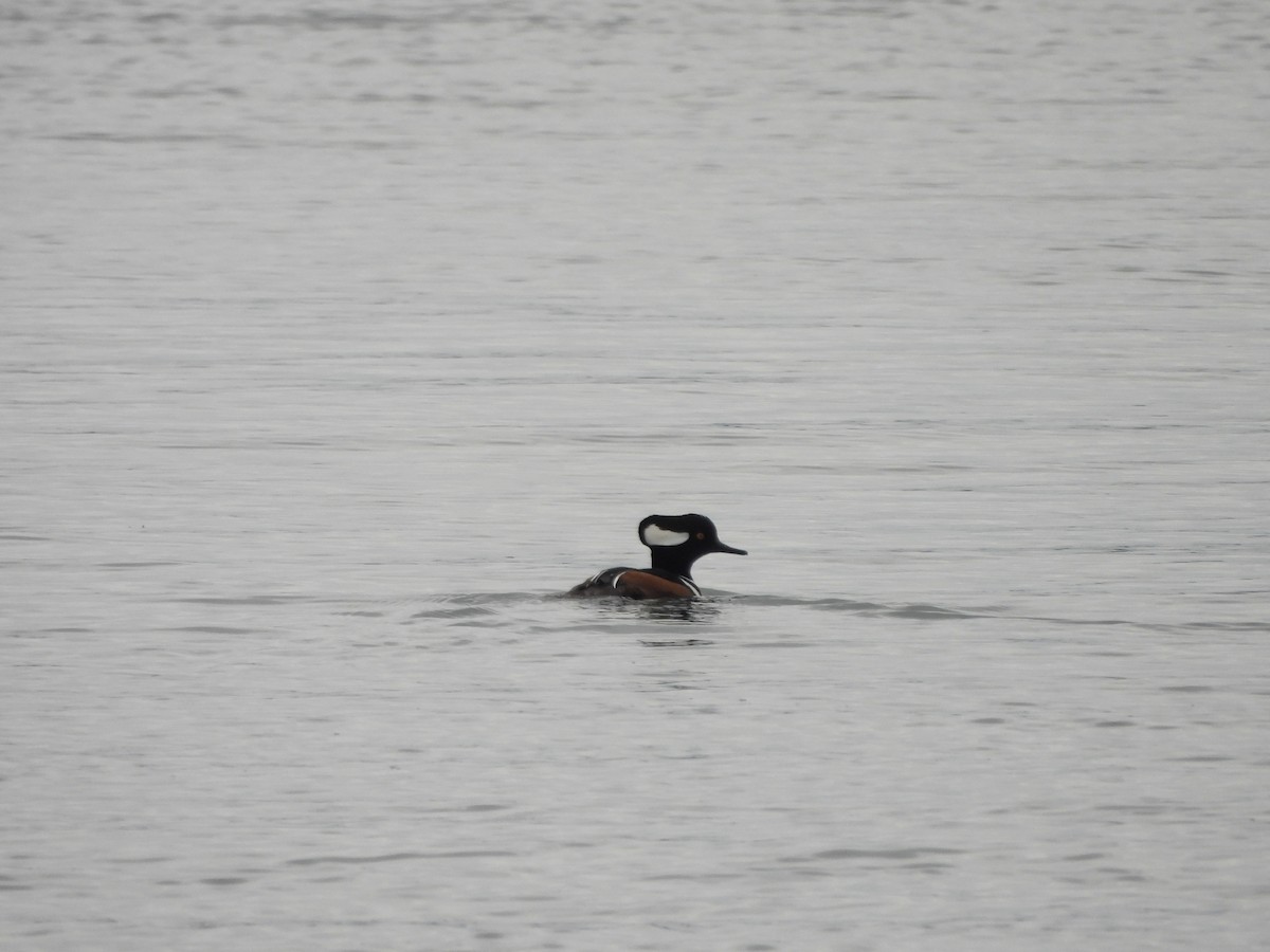 Hooded Merganser - ML646346671