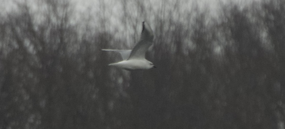 Bonaparte's Gull - ML646346675