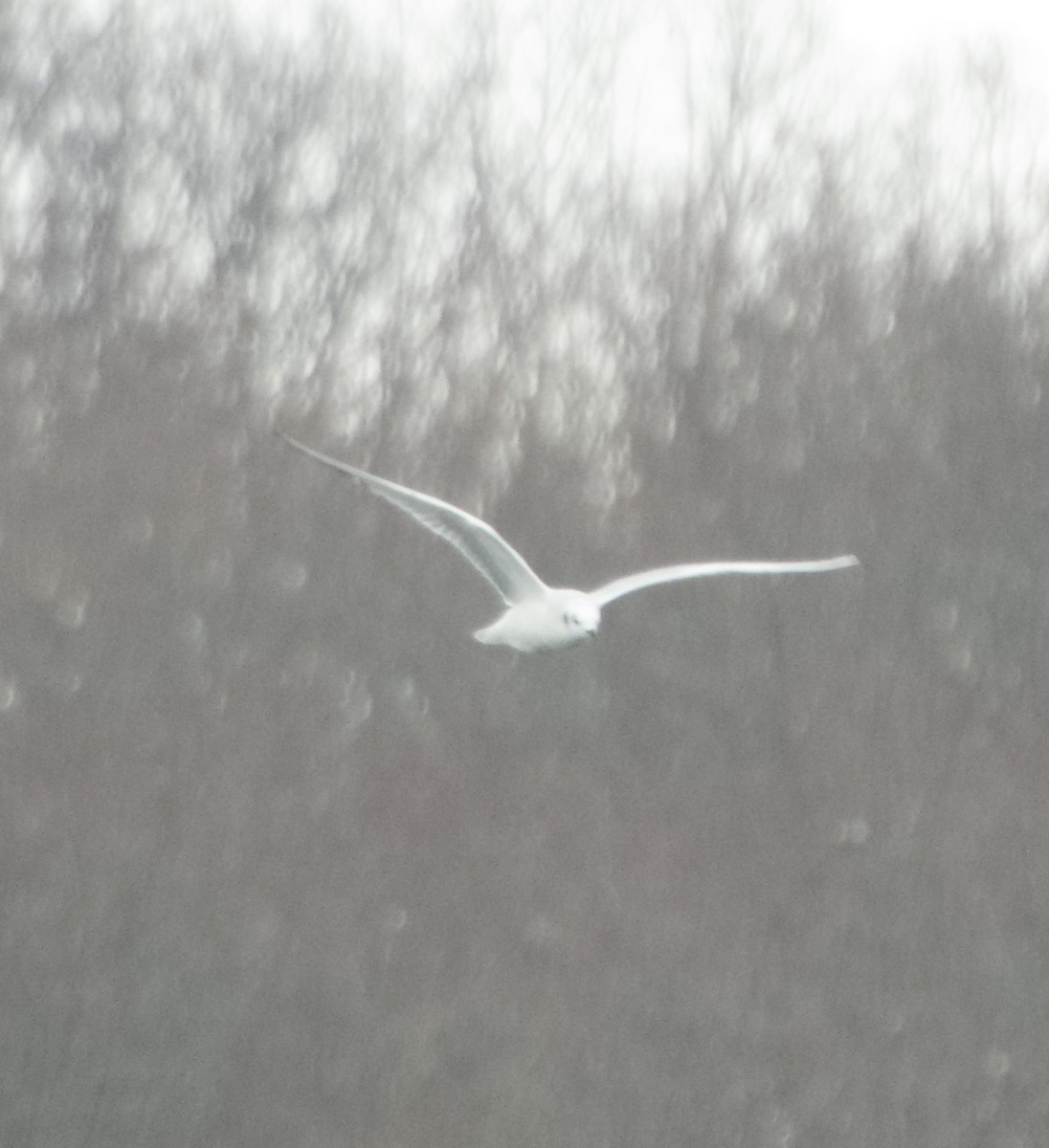 Bonaparte's Gull - ML646346676