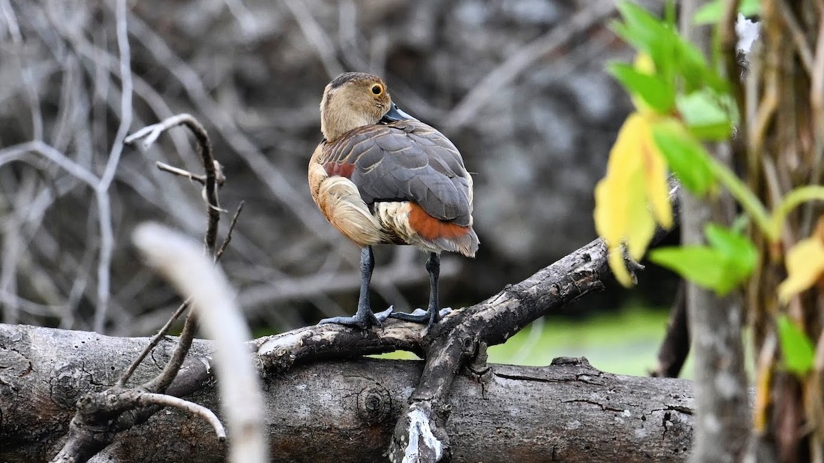 Lesser Whistling-Duck - ML646346685