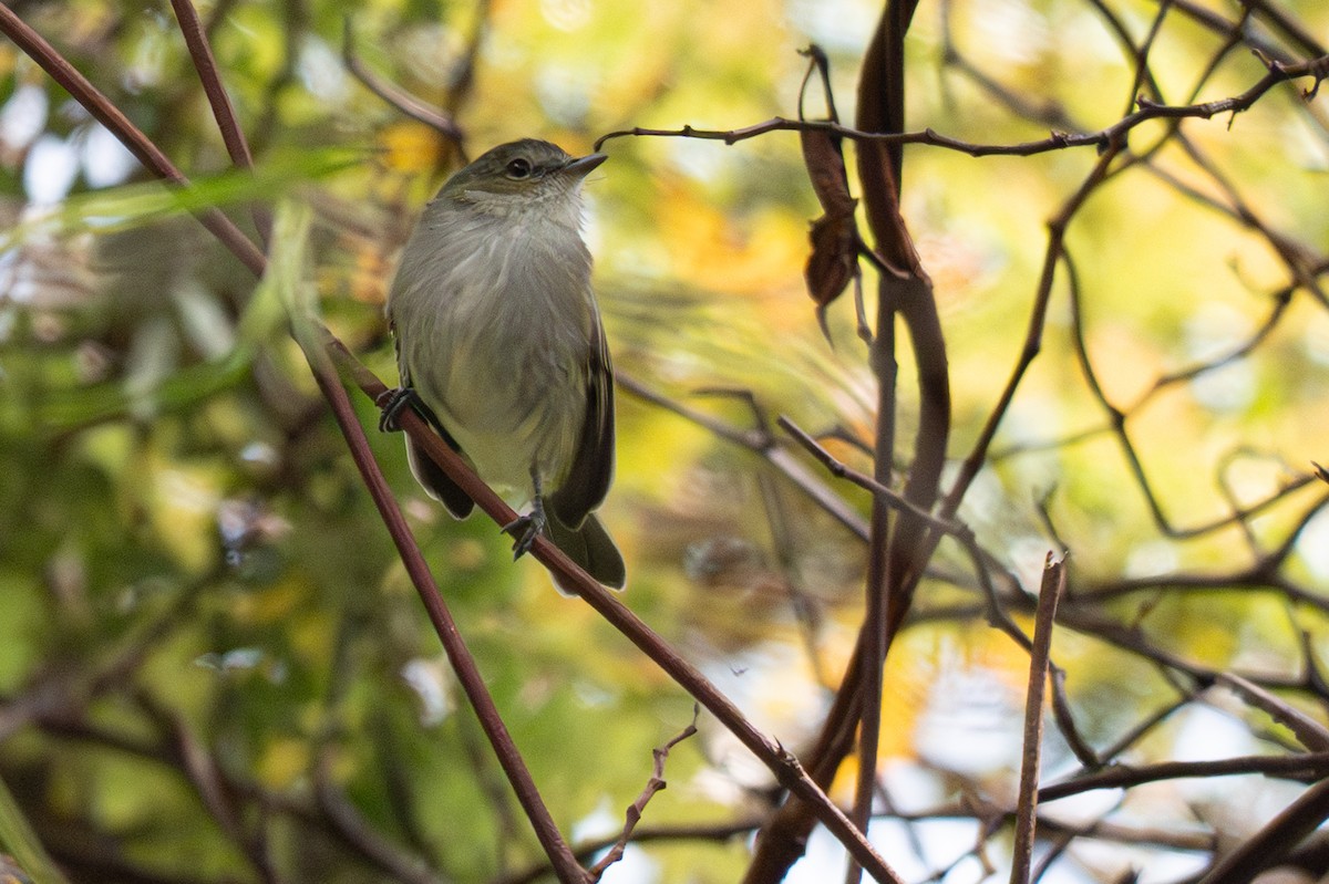 Mistletoe Tyrannulet - ML646346690