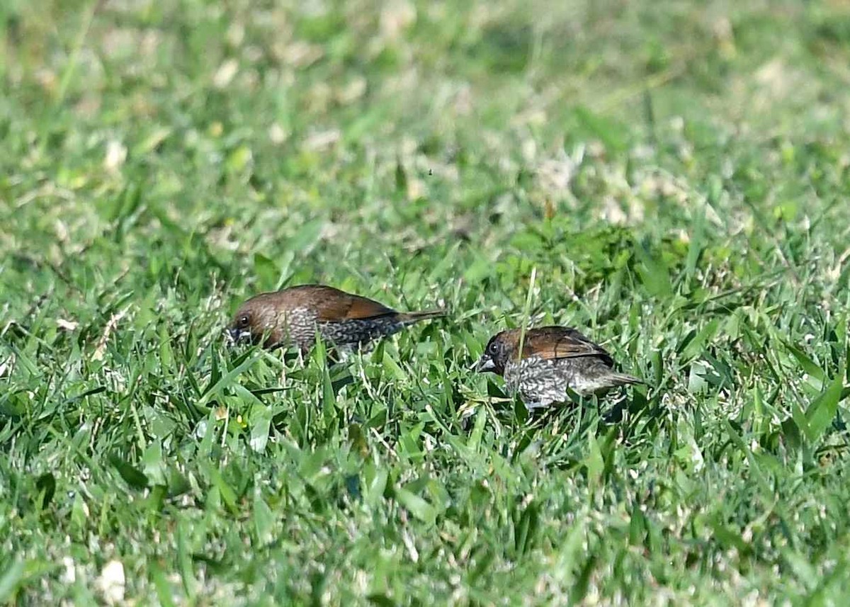 Scaly-breasted Munia - ML646346691