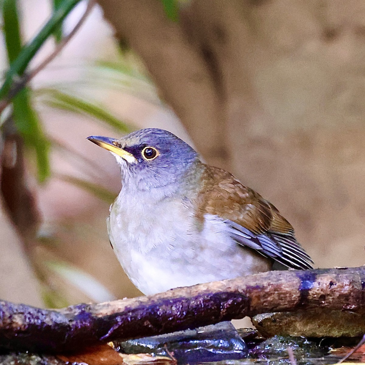 Дрізд блідий - ML646346692