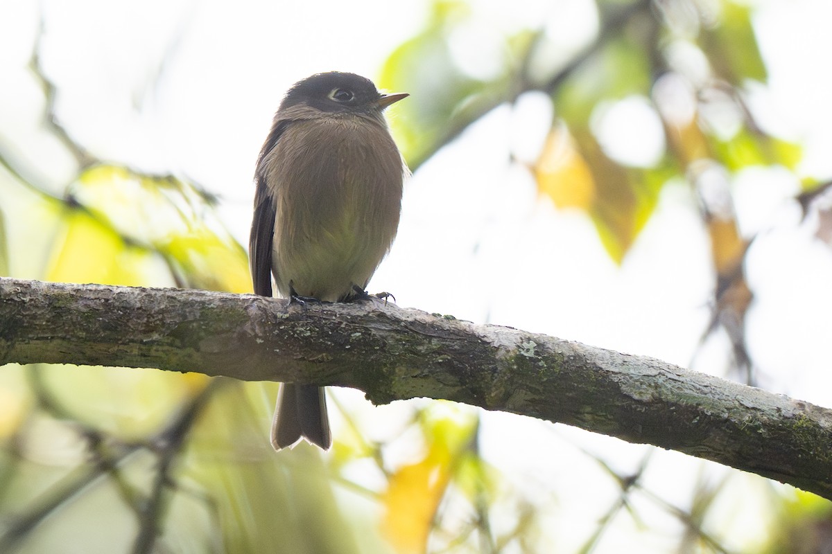 Black-capped Flycatcher - ML646346696